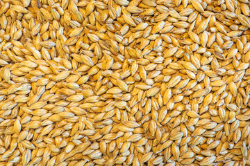 Full frame of barley grain malt ingredient in cooking and beverage production. Process of making craft beer from malt. Concept of alcoholic beverage homemade