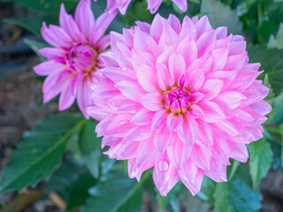 A Close-up of a pink Chrysanthemum flower is blooming in the garden. Nature background with copy space for text