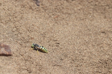 Desert bee photographed at a Namibian seal colony.