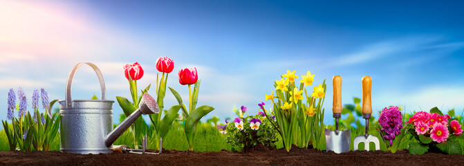 Planting spring flowers in the garden - 414920925