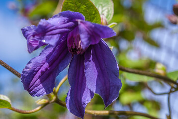 Close-up image of a purple Clematis. flower in the garden. spring beautiful garden background