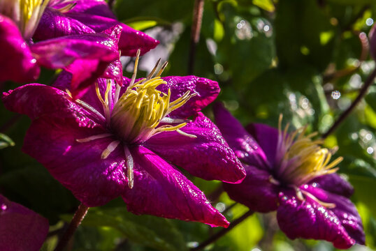 Close-up image of a purple Clematis. flower in the garden. spring beautiful garden background