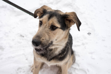dark beige stray dog on a leash