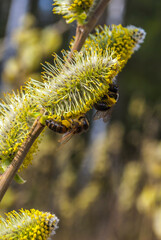 Blooming fluffy willow branches in spring close-up on nature. Vintage muted tones. butterfly sits on yellow willow buds in the light of the bright sun