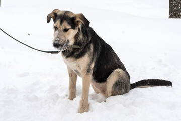 dark beige stray dog on a leash