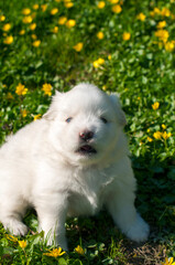 Young Pomski Dog Breed Groomed and Healthy Pomski, an exquisite puppy with a good temperament outdoors on a sunny day