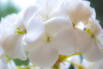 Beautiful wildflowers on a green meadow. Warm summer evening. Beautiful rural landscape with sunrise and open meadow flowers bloom in the spring fields. Wild flowers blooming in the sunset