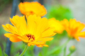 Beautiful orange calendula officinalis on stem. Spring background with beautiful yellow flowers. natural summer background, blurred image, selective focus