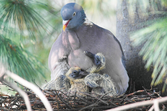 Tauben im Nest