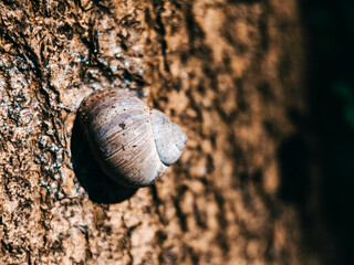 Ślimak na drzewie © Miosz