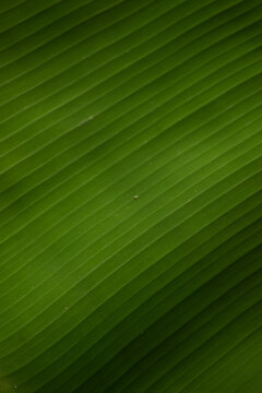 Vertical Shot Of A Banana Leaf Pattern As Wallpaper Or Background