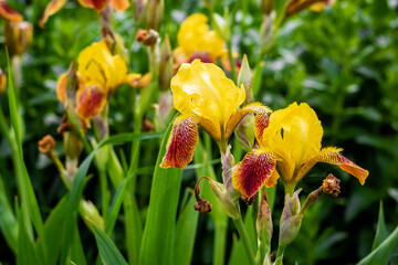 
Flowers of yellow-burgundy iris. Bloom. Summer in the garden. Close-up. The background. Place for an inscription.