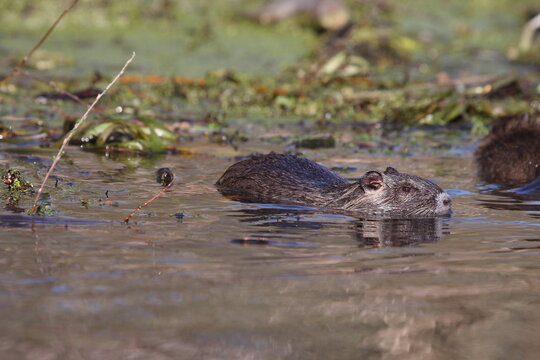 Nutria