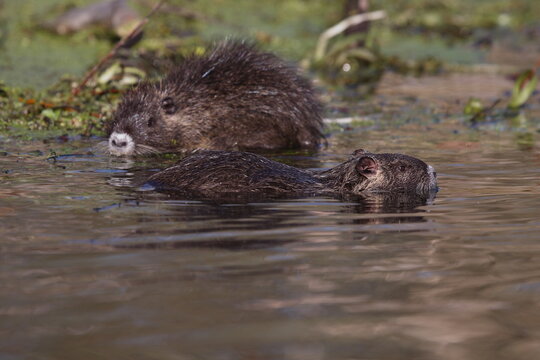 Nutria
