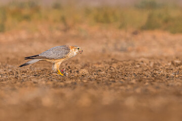 Merlin in action...