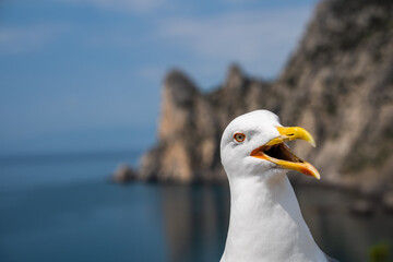 This seagull appears to be laughing at something