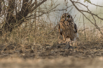 Short Eared Owl
