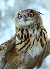 Wild owl  looking at camera