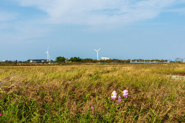 Blue skies, windmills, and green reeds