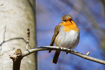 Kleines Rotkehlchen sonnt sich auf einem Ast im Winter. Singvögel  in Europa.