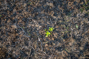 Young green shoots grow on scorched earth after a fire.