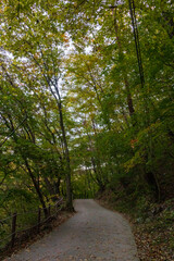 Fototapeta premium A green-wooded walkway