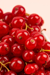 Red currant on white background 