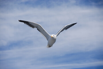 Close-up of a Seagull in flight with a cloudy sky in the background in the coastal area of Chile