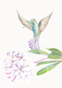 watercolour image of a hummingbird and white plumeria flowers