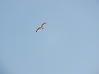 Seagull flying in the blue sky