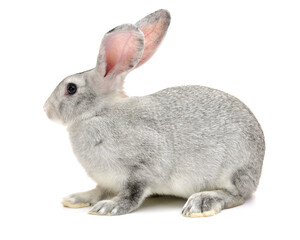 grey rabbit on a white background