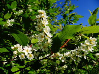 blossom in spring