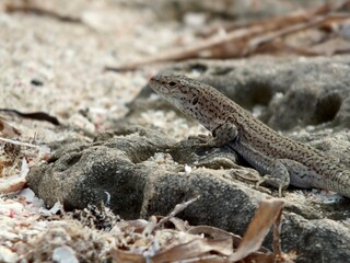 Close up of a lizard
