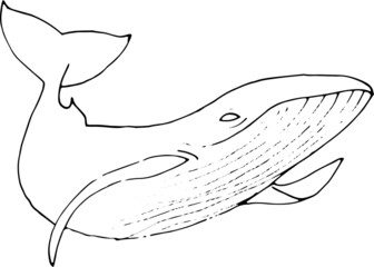 Fototapeta premium Illustration of a whale, shark, dolphin 