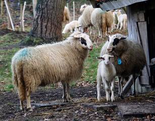 Group of sheep that have just come out of the stable. The first lambs are here!