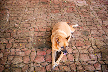 The Brown dog is sleeping on the road ground, happily
