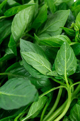Green basil leaves and bunch of basil