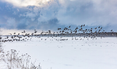 wildgänse © Klaus Haase 