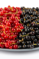 Black and red currant in studio