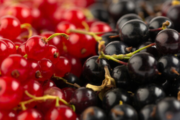 Black and red currant in studio