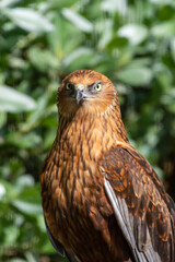 A close up portrait of a male western marsh harrier (Circus aeruginosus) out a small raptor standing on the ground looking around.