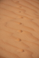 A Close-up of animal Footprints crossing in the Desert Sand in the United Arab Emirates (UAE) or a sahara desert concept walking in the wilderness