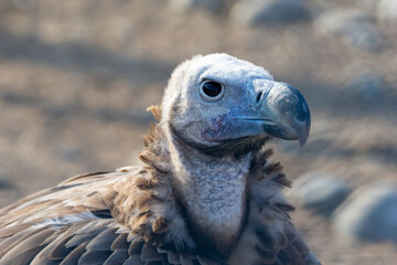 The griffon vulture close up (Gyps fulvus) head shot very close up showing feather and beak details. Scavengers in Africa and Middle East.
