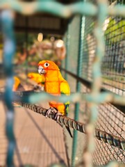 Parrot living in cage of the zoo