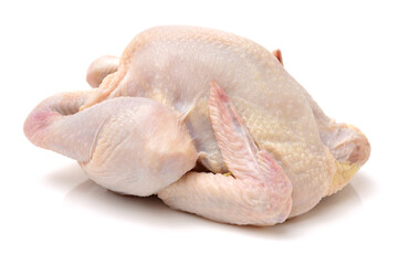 raw hen on a white background