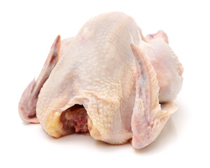 raw hen on a white background