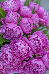 Pink flowers peonies. Floral background.