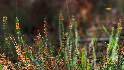 Belles fleurs de bruyère sauvages, poussant entre les rangées de pins, dans la forêt des Landes...