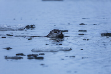 Some seals in Jökulsárlón glacier lagoon, Iceland, North Atlantic Ocean