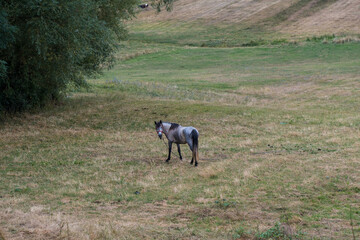 Horse on the field In Romania eating. Selective Focus. High quality photo